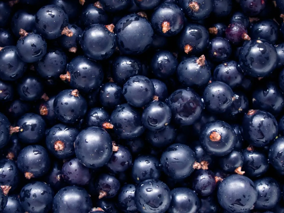 Ribes Amiata Bio - Vaschetta 250gr